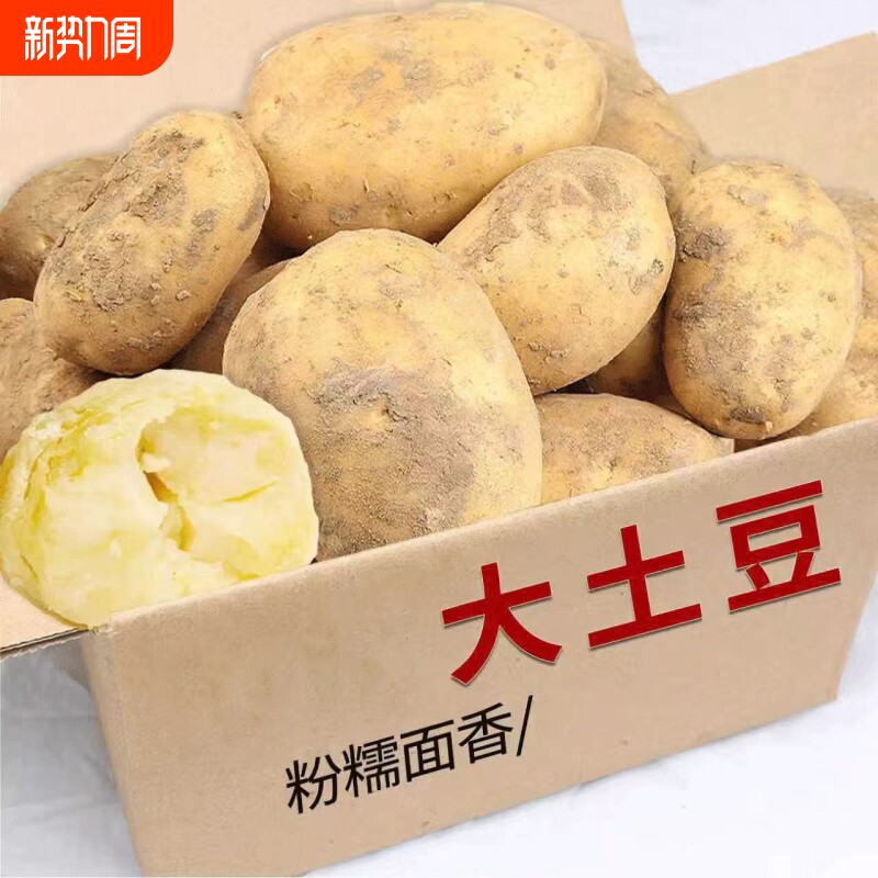 精选农家贵州土豆黄土高原黄心洋芋大土豆马铃薯农家自种整箱