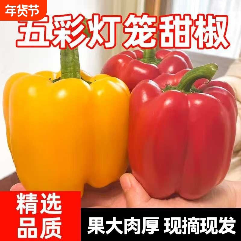 山东寿光彩椒新鲜生吃五彩椒当季现摘圆椒红黄绿青椒甜椒新鲜蔬菜,水产肉类/新鲜蔬果/熟食,辣椒,淘宝优惠券,粉丝福利购,淘宝优惠卷