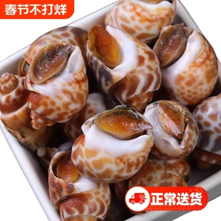 花螺 新鲜冷冻海螺海鲜香螺东风螺贝类大猫眼螺冰冻包邮批发商用