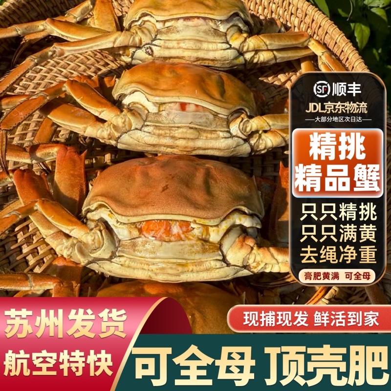 精品蟹只只满黄大闸蟹鲜活螃蟹全母超特大河蟹10只礼盒苏州发水产