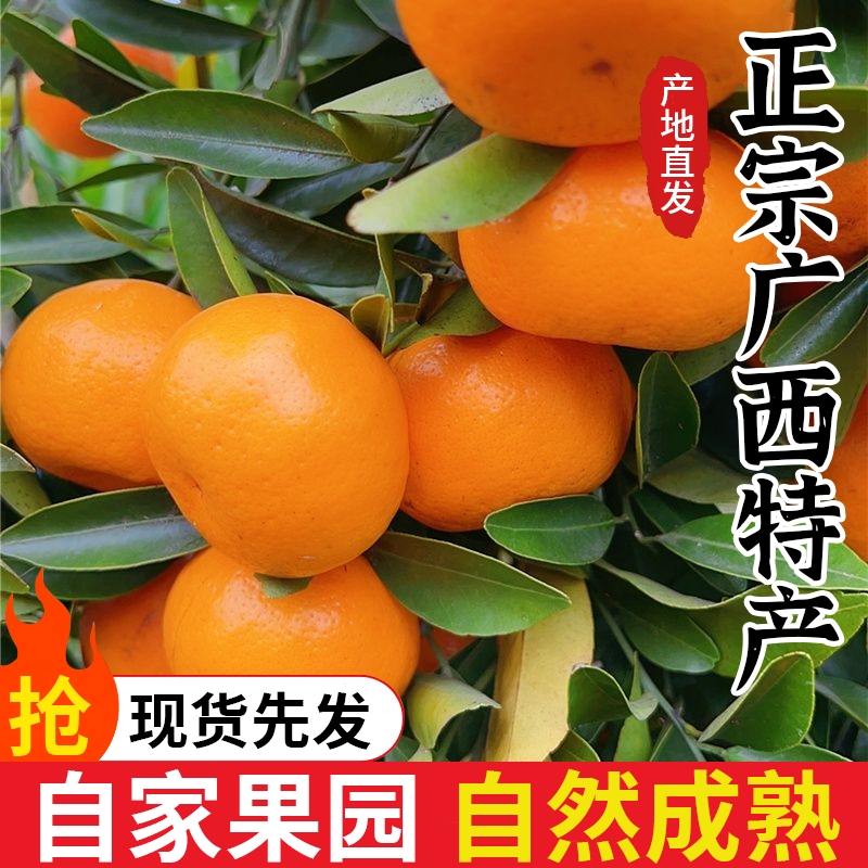 广西砂糖橘小橘子甜橘酸甜解腻当季新鲜孕妇水果现摘现发马水桔