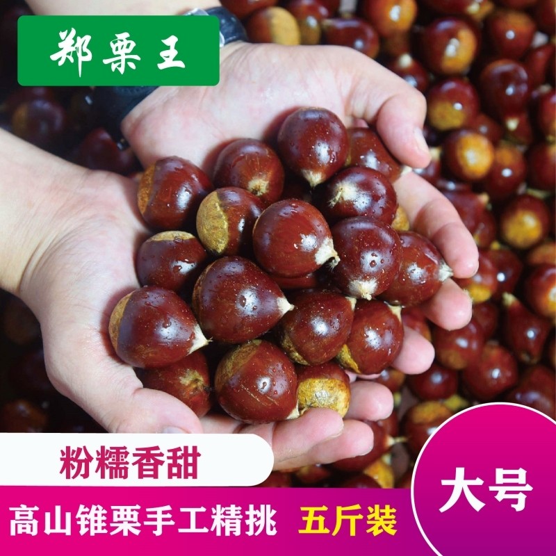 闽北2025新鲜正宗建瓯松溪政和锥栗油栗子农家现摘锥形栗子小毛栗