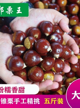 闽北2025新鲜正宗建瓯松溪政和锥栗油栗子农家现摘锥形栗子小毛栗