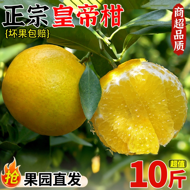 现摘正宗皇帝柑10斤装大果新鲜水果当季现摘桔子贡柑蜜桔橘子整箱