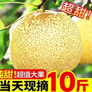 应季梨子砀山梨新鲜10斤安徽正宗砀山酥梨新鲜自家产地摘整箱包邮