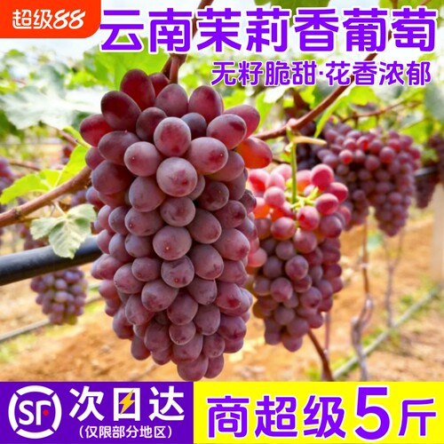 【N21°】云南茉莉香葡萄无籽红提子新鲜水果顺丰包邮