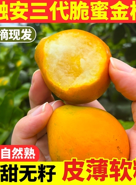 【顺丰包邮】广西融安第三代脆蜜金柑无籽金桔新鲜水果大果纯甜