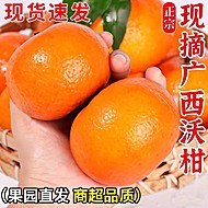 正宗广西武鸣爆甜沃柑4.5斤（60mm+）