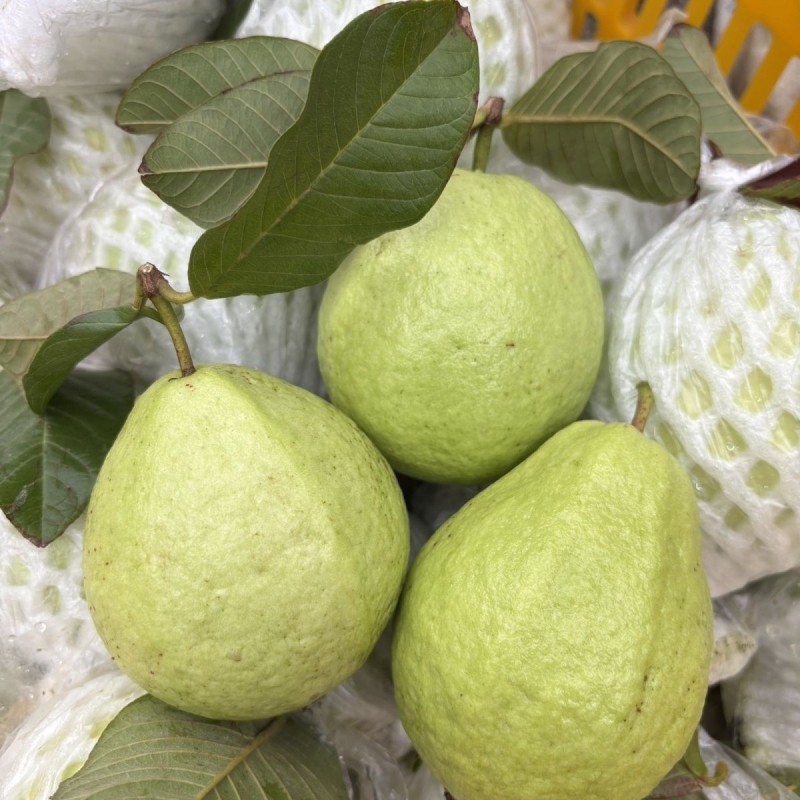 包邮番石榴福建漳州珍珠白心芭乐新鲜水果清脆现摘石榴