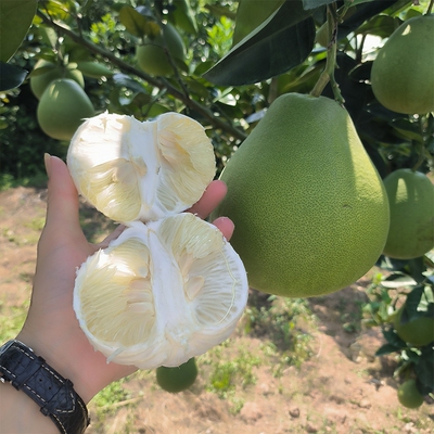 湖南怀化安江雪峰山冰糖柚香柚小苦柚土柚安福柚子水晶金兰柚水果