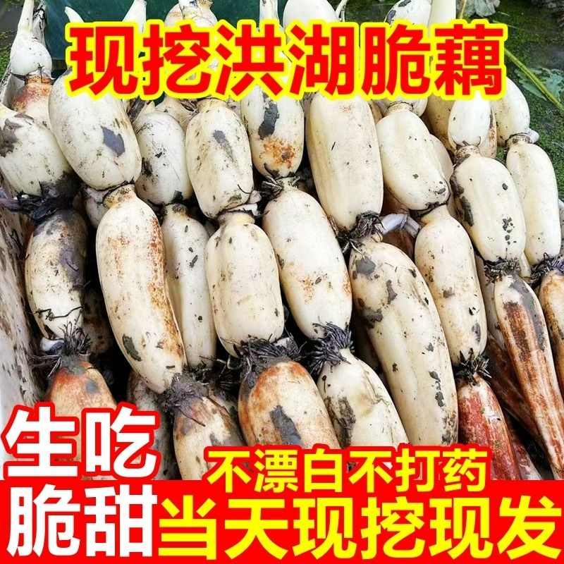 新鲜洪湖九孔现挖莲藕花藕湖北水果蔬菜凉拌藕片拉藕带5洪湖莲藕