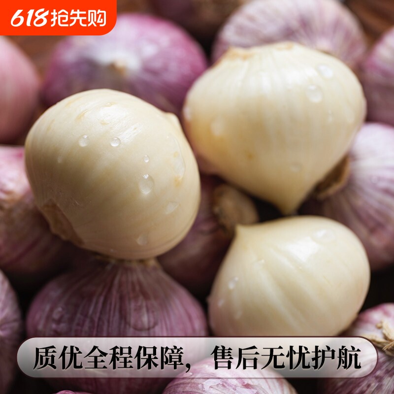 独头蒜云南大理新鲜应季5斤紫皮大蒜现挖现发农家优质特大果蔬菜