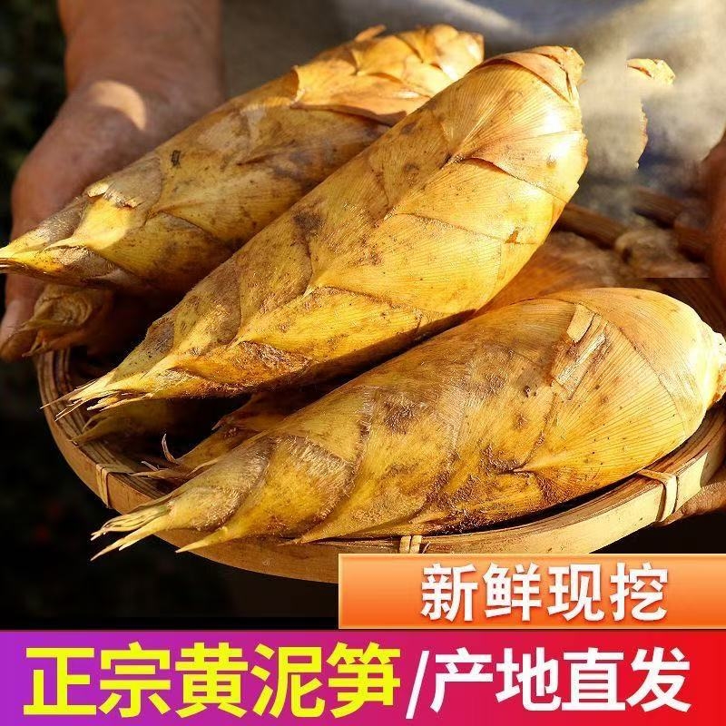冬笋新鲜正宗毛竹笋2025年高山应季野生楠竹笋黄泥笋现货现发食用