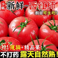 沙瓤番茄正宗商超品质沙瓤西红柿小果自然熟生吃蔬菜水果番茄