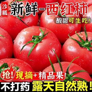 沙瓤番茄正宗商超品质沙瓤西红柿小果自然熟生吃蔬菜水果番茄