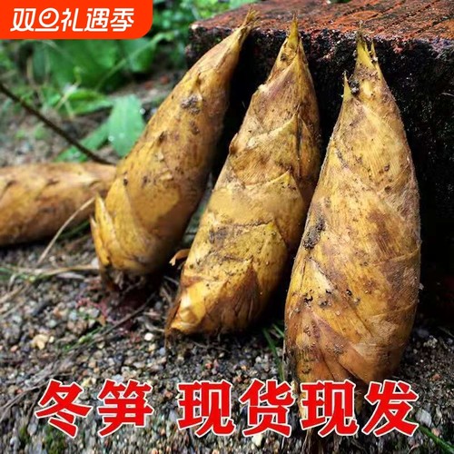 新鲜现挖冬笋毛竹笋2025年高山野生楠竹笋黄泥笋现货现发食用配送