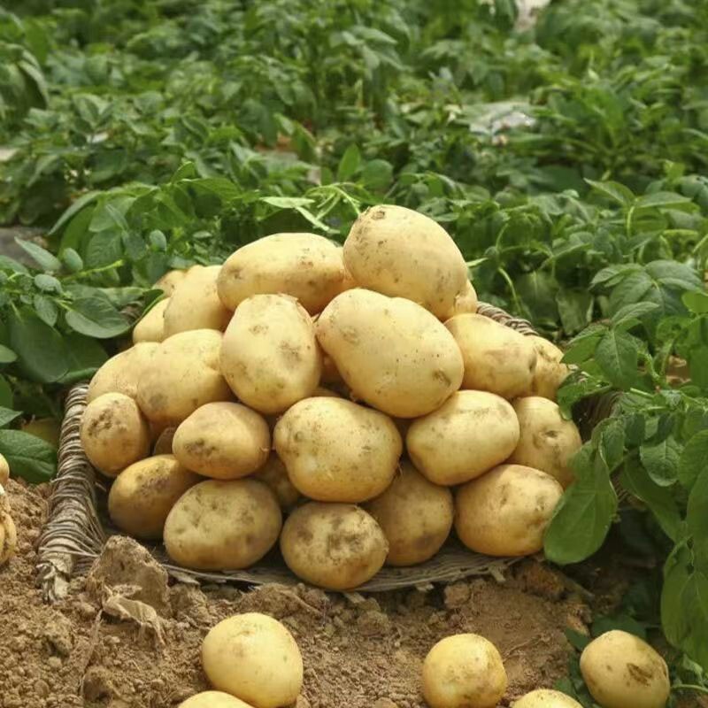 今年新土豆自家种植的土豆新鲜现挖贵州产地农产品农家种植洋芋
