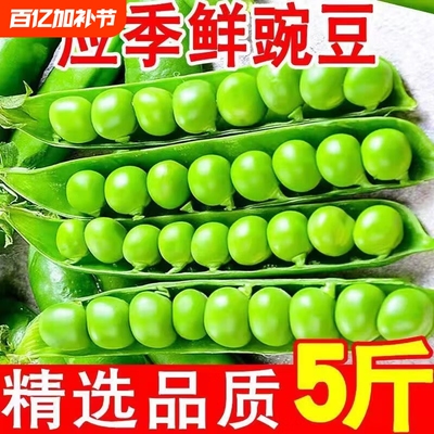 新鲜豌豆河南当季带壳青豌豆荚脆甜生非荷兰豆新鲜采摘蔬菜荚豆角