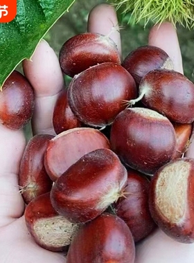 带壳板栗生新鲜3113生栗子5斤甜糯油栗旗舰店毛栗子迁西鲜板栗