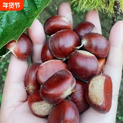 正宗迁西板栗油栗毛栗坏果包赔