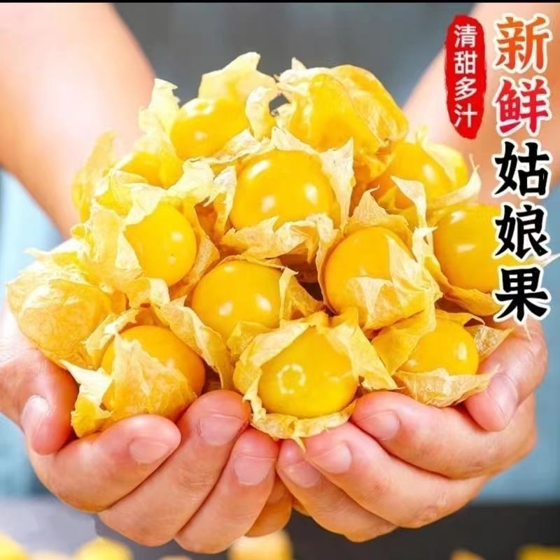 东北菇娘果姑娘果自然成熟洋菇娘香甜可口果肉饱满黄东北新鲜