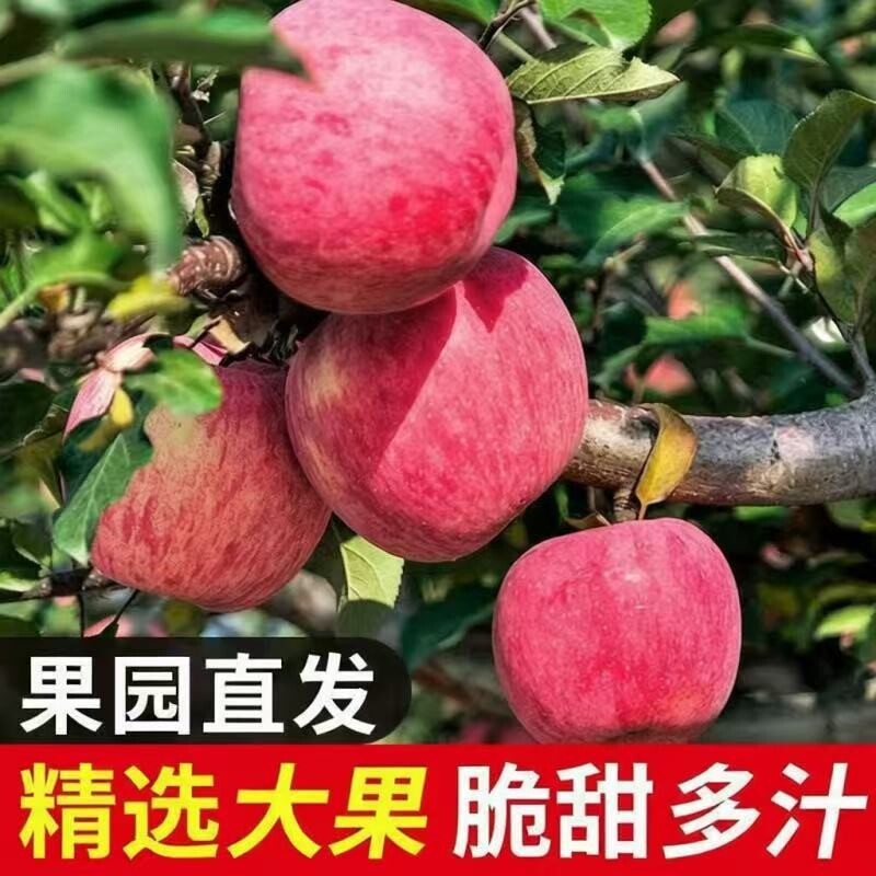 正宗红富士苹果脆甜优质新果产地直发竖条纹片红新鲜苹果大果