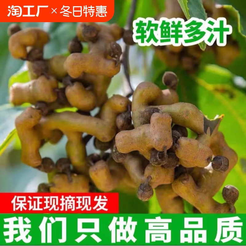 新鲜野生拐枣新鲜万寿果网红鸡爪梨水果枳椇子秦岭万寿果生吃泡酒