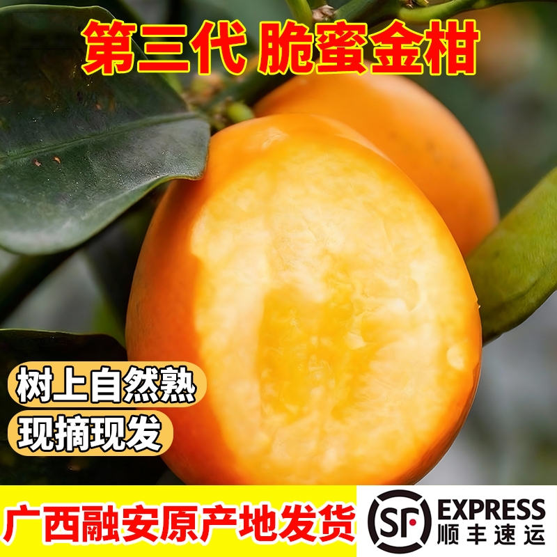 【顺丰包邮】正宗脆蜜金柑纯甜无籽广西融安金桔现摘新鲜水果礼盒