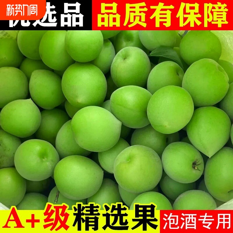 2025福建新鲜青梅果现摘酸梅子泡酒做酵素露汁高山野生胭脂梅