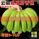 高山青皮甜香蕉自然熟无添加当季 香蕉新鲜现摘现发绿蕉绿色香蕉甜