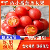 正宗新鲜圣女果小番茄新鲜现摘