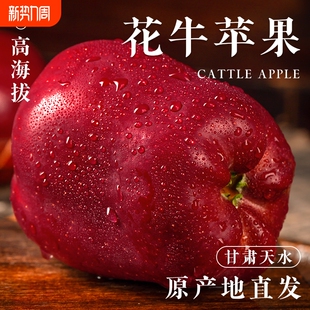 花牛苹果正宗甘肃天水10斤水果新鲜整箱当季 糖心粉面丑黄金现摘