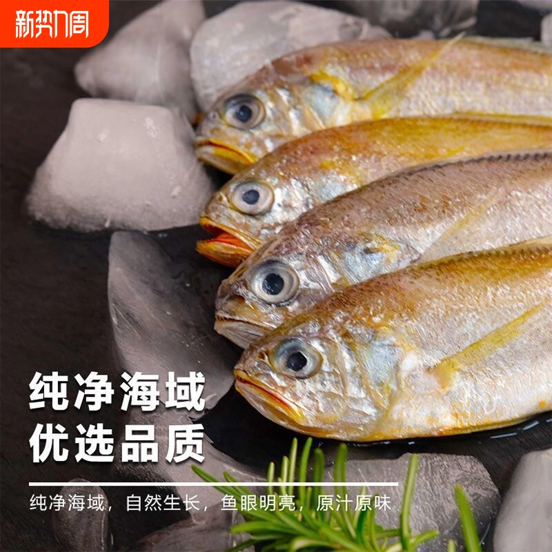 新鲜野生小黄花鱼鲜活冷冻小黄鱼生鲜深海鱼海鲜水产批发年货节