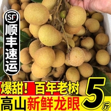 顺丰冷链龙眼新鲜水果储良石夹鲜桂圆当季现摘蜜甜多汁整箱包邮