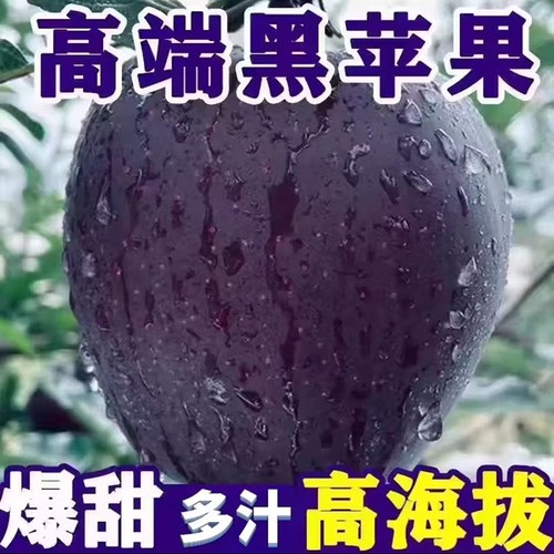 顺丰可选黑卡苹果黑钻纯甜孕妇小孩苹水果脆甜新鲜鲜甜多汁稀有