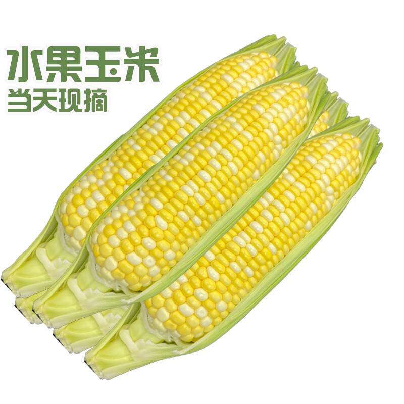 云南金银双色水果玉米新鲜甜脆带壳代餐甜玉米低脂即食0脂肪现摘