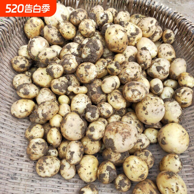 农家自种秋季黄心土豆贵州本地高山沙地土豆新鲜现挖