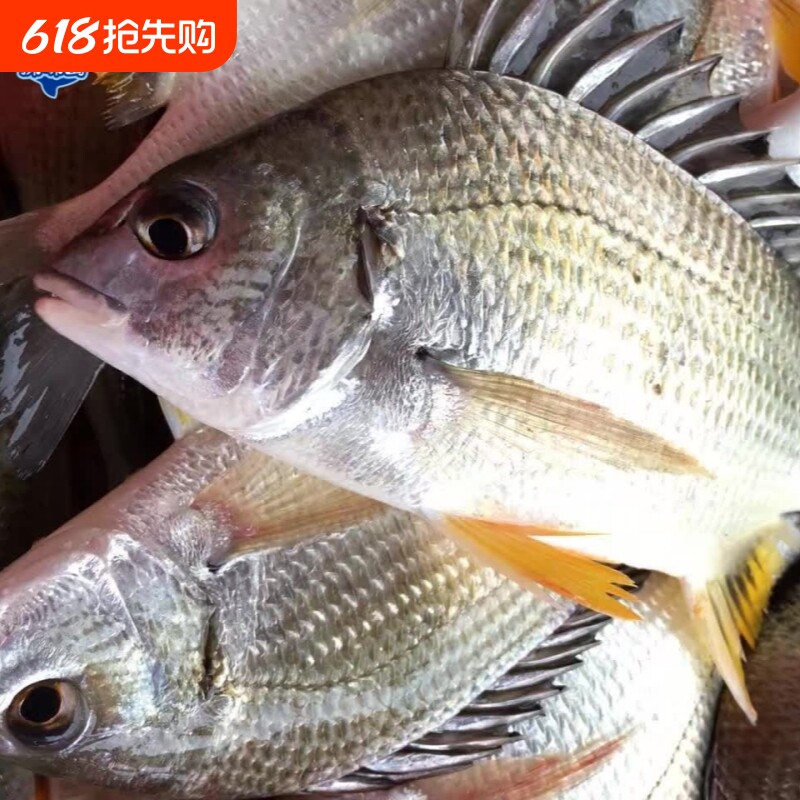 探味岛【顺丰包邮】福建新鲜黄翅鱼海捕黄鲷鱼鲜活速冻黄赤黄鳍鲷