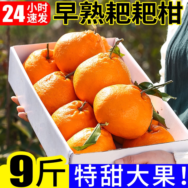 早熟春见耙耙柑橘子9斤新鲜桔子当季时令水果蜜橘应季蜜桔柑橘