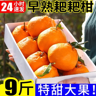 春见耙耙柑9斤新鲜桔子当季时令水果蜜橘应季蜜桔柑橘大果爆汁