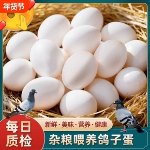 新鲜鸽子蛋当日现产农家散养放养白鸽蛋30个装枚营养健康生鲜包邮