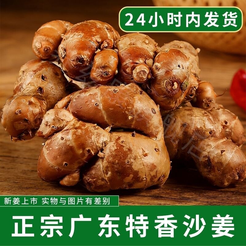 广东正宗现挖新鲜沙姜批发特产湛江农家白切自种商用山奈椰子配料