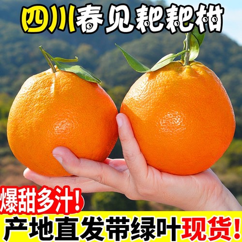 正宗四川春见耙耙柑新鲜橘子应季当季孕妇水果粑粑柑桔子整箱生鲜