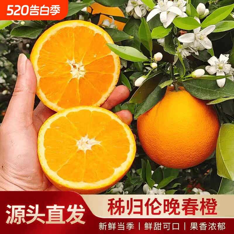 正宗伦晚脐橙湖北秭归脐橙新鲜橙子特级大果农场直发孕妇手剥橙