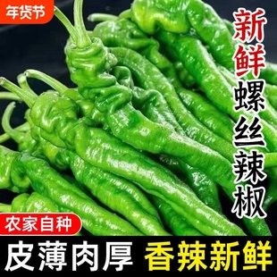 薄皮螺丝椒新鲜香辣皱皮辣椒新鲜农家自种香辣薄皮螺旋椒5斤包邮