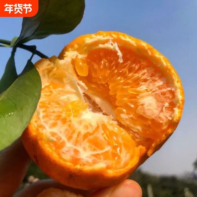 正宗眉山耙耙柑当季新鲜水果桔子现采直发天然维c带箱9斤