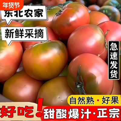 东北特产应季铁皮草莓柿子碱地新鲜水果西红柿自然熟绿腚即食番茄