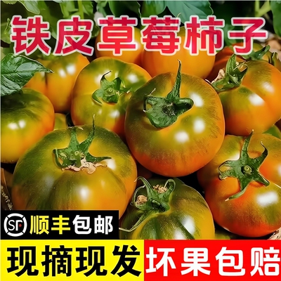 正宗铁皮草莓柿子碱地绿腚自然成熟生吃西红柿新鲜现采现摘番茄