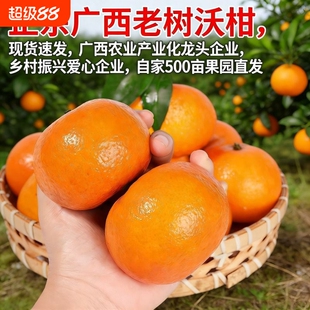 【产地直发】正宗广西武鸣沃柑贵妃柑新鲜水果当季桔子橘子非无籽