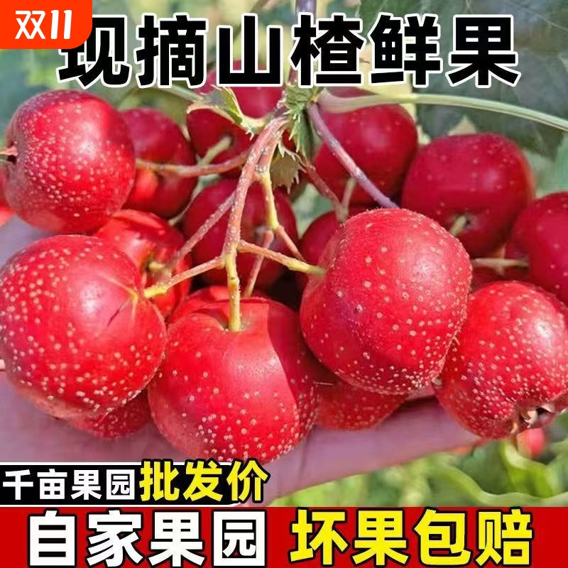山东红甜山楂山里红山楂果新鲜酸甜鲜果红心野生香甜软糯口感水果